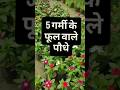 5 Best Summer Flowers plants#shorts #homegarden #summerflower #shortvideo #shortsfeed #viral #diy