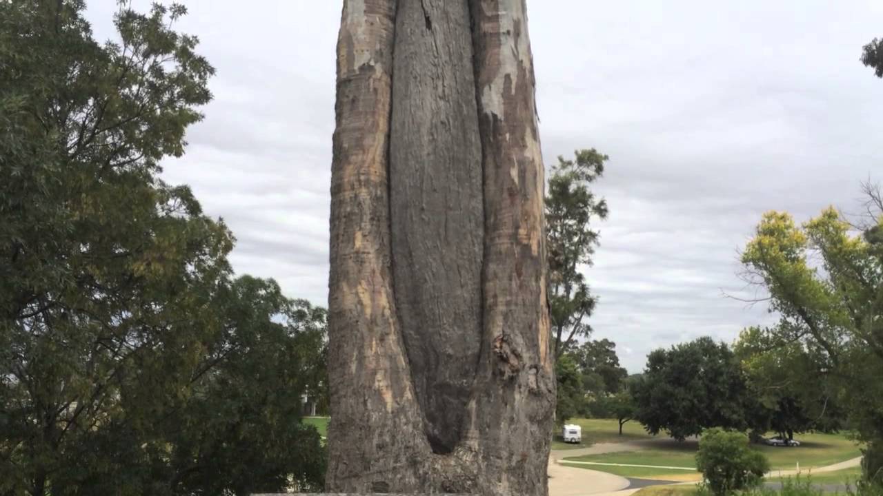 Aboriginal Scarred Tree - Bark Canoe (Bairnsdale, Victoria 