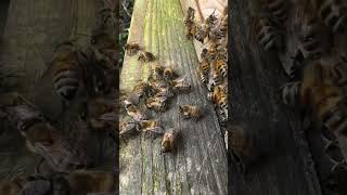 Winter Effect On Bees