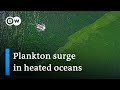 Increased water surface temperatures cause unusual growth of plankton | DW News