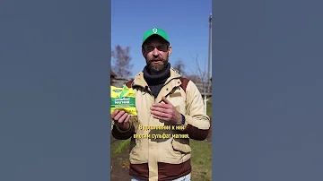 Чеснок будет с большой кулак, если правильно подкормить весной!