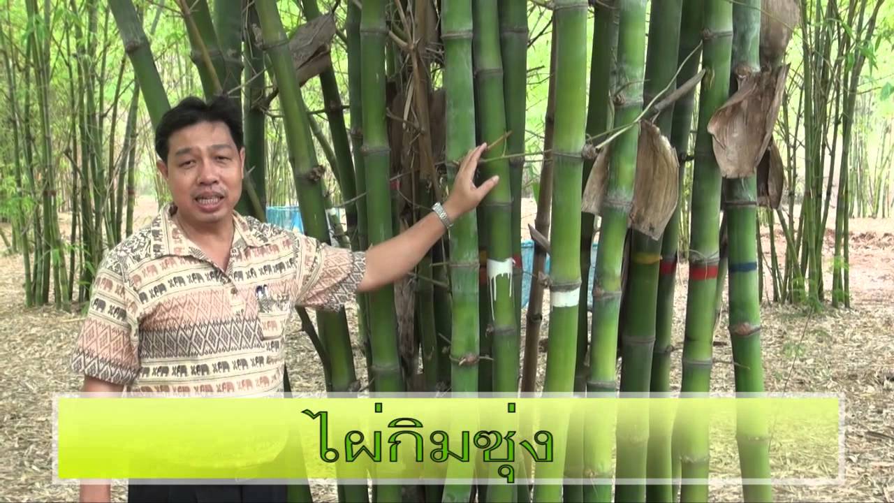 ไผ่เศรษฐกิจ @สถานีวนวัฒนวิจัยหินลับ