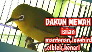 Download lagu pleci dakun isian mantenan,lovebird,ciblek,kenari.