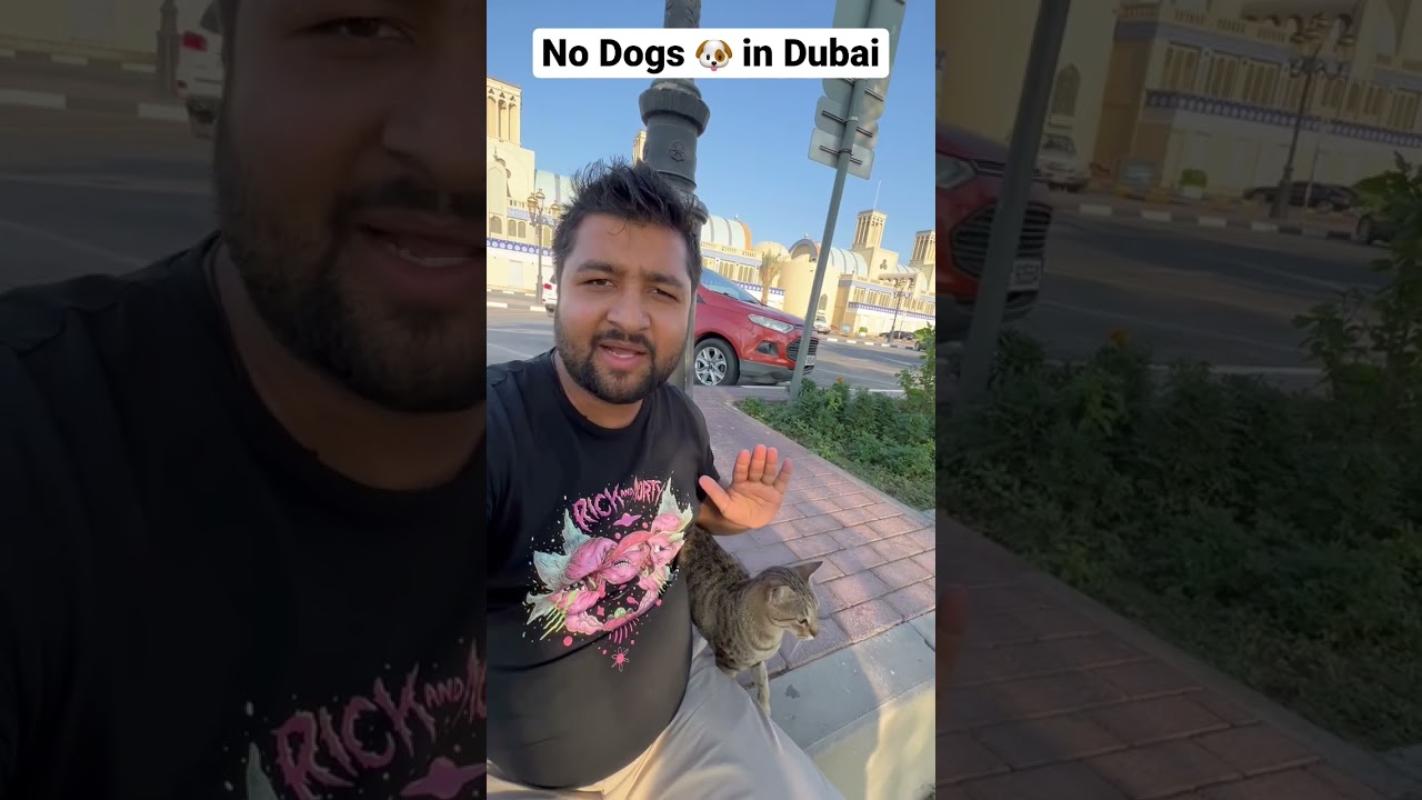Everywhere cat in Dubai 
