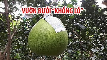 Vườn bưởi “khổng lồ” đặc biệt có giá bạc triệu mỗi trái
