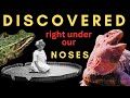 New species found in plain sight  pink iguanas giant water lilies and frogs in new york city