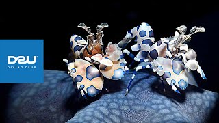 D2U club - Дайвінг клуб - Підводний макро всесвіт - Креветка плямистий Арлекін - Harlequin Shrimp