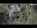 Hyena family Time!