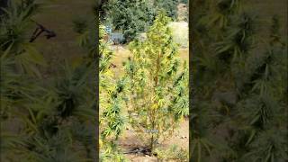 OG Kush x Blue Dream Triploids in Morocco - Watch the full documentary