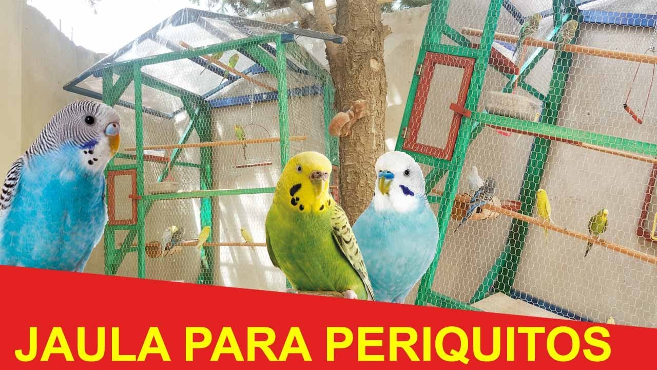 Como Hacer Una Jaula Para Periquitos