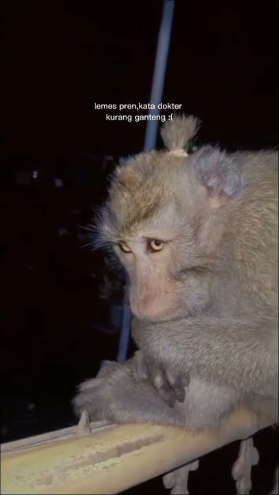 SW Monyet
