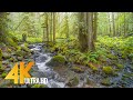 Rainy Day in a Forest - 4K Relaxation Video with Soothing Sound of Creek and Birdsongs