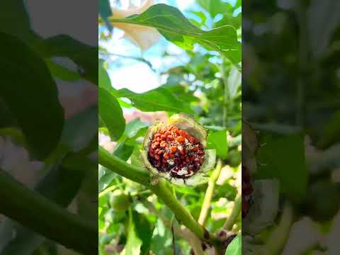 Maajabu Na Siri Za Mti Huu Wa Mnanah Katika Tiba