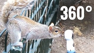 You've Never Seen a Squirrel Like This 360° VR