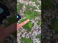 おじぎそう