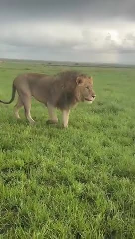 Olonkera Crossing the Savannah #lion #wildlife #masaimara #bigcat