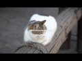Cat. Free HD stock footage.
