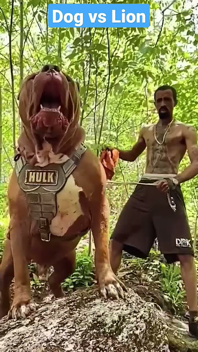 🐶Dog vs 🦁Lion#tiktok #comedy #youtubeshorts #ytshorts #shortsviral #bhoot #viral