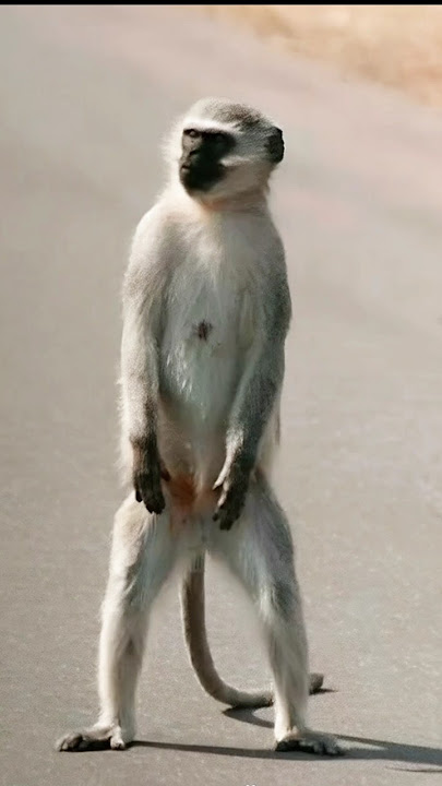 Cute monkey dance shorts #shorts #monkeyvidio