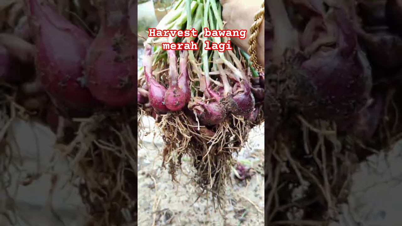 Jom tuai bawang merah lagi 