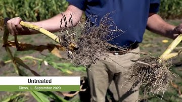 Effects of Corn Rootworm