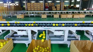 Obstsortiergeräte, Obstsortiermaschine, China-Fabrik, Produzent, Preis, Hersteller, Lieferant
