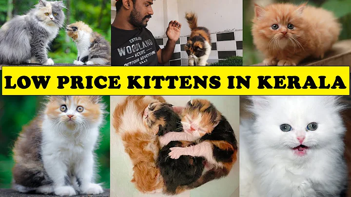 Video 161201: persiancat persians, persiancat cat, breeding mating, breed kitten, cat farm, cat low