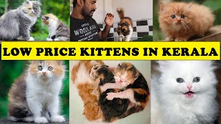 LOW PRICE PERSIANT CAT Farm In Malappuram|| How to care Kittens|| PERSIANT CAT Breeding