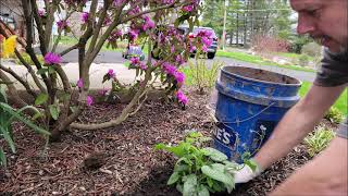 Planting during the eclipse; will it help my plants??!! // The Restless Gardener