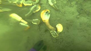 husband goes under water digging geoducks