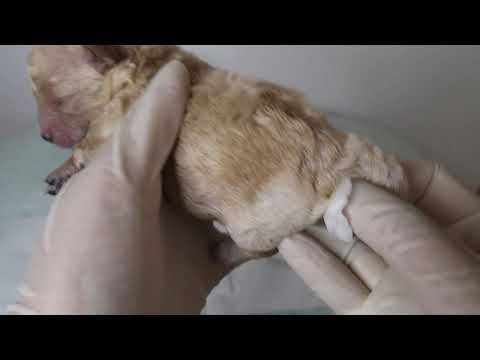 How to stimulate a 5-day old puppy? || Helping a newborn toy poodle puppies to poop and pee😊🐩🐾