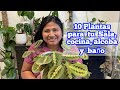 10 plantas que viven con poca luz ideales para sala cocina y bao