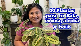 10 PLANTAS QUE VIVEN CON POCA LUZ Ideales para Sala, cocina y baño