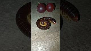 giant millipedes approach the grapes and make circles #shorts