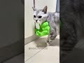 tangan hulk untuk kucing #trendingproducts #funny #tipspraktis #trendingshorts #toys