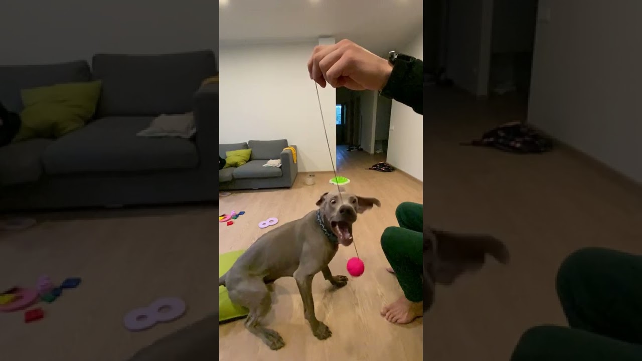 Weimaraner slow motion action 🤓🐶