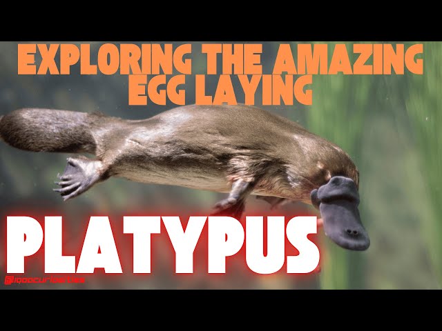 platypus-eggs-hatching