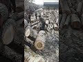 Heavy Machinery Makes Log Peeling Look Easy! 🤯