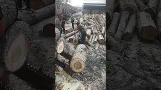 Heavy Machinery Makes Log Peeling Look Easy! 🤯