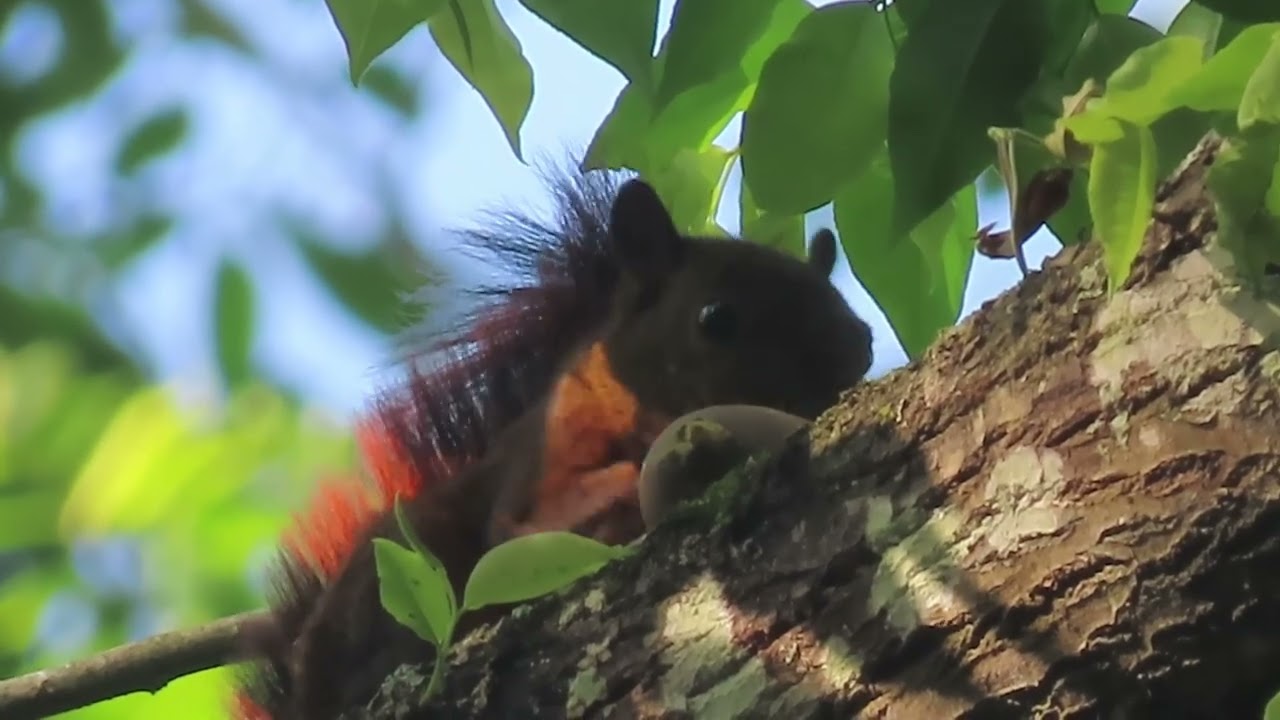 The hard fruit is no match for the red squirrel.