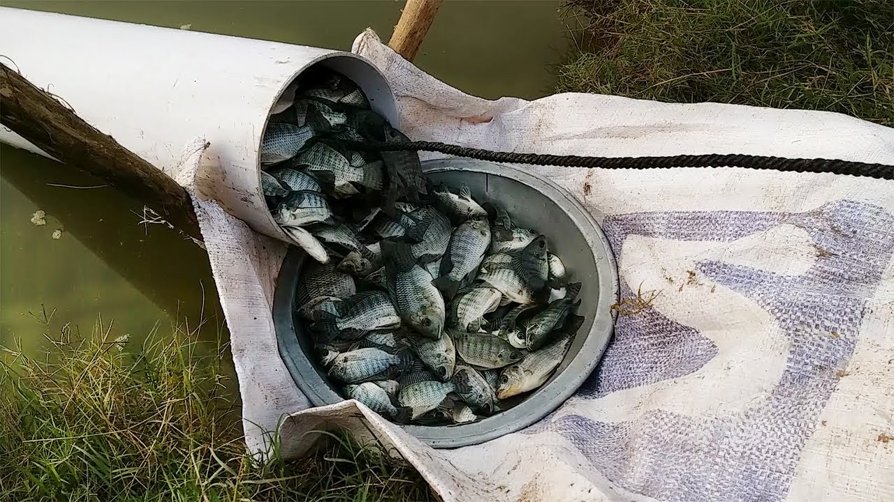 pinfish traps