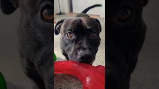 Pasha The Staffordshire Bull Terrier Serious Conversation With The Owner