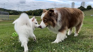 Dog and Japanese Spitz Puppy Meeting for the First Time