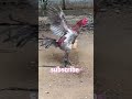 Kodi kaki punju, § 5, breederpandem punju #sandeepsanaboina #kaki#pandemkodi #rooster #fyp
