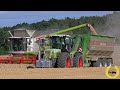 3 X Claas Lexion 780 / Claas Xerion 3800 / Bergmann GTW 430 und HAWE ULW / LKW / Getreideernte 2020