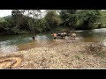 Survival skills - Primitive life Catching big fish in the river Cooking delicious fish