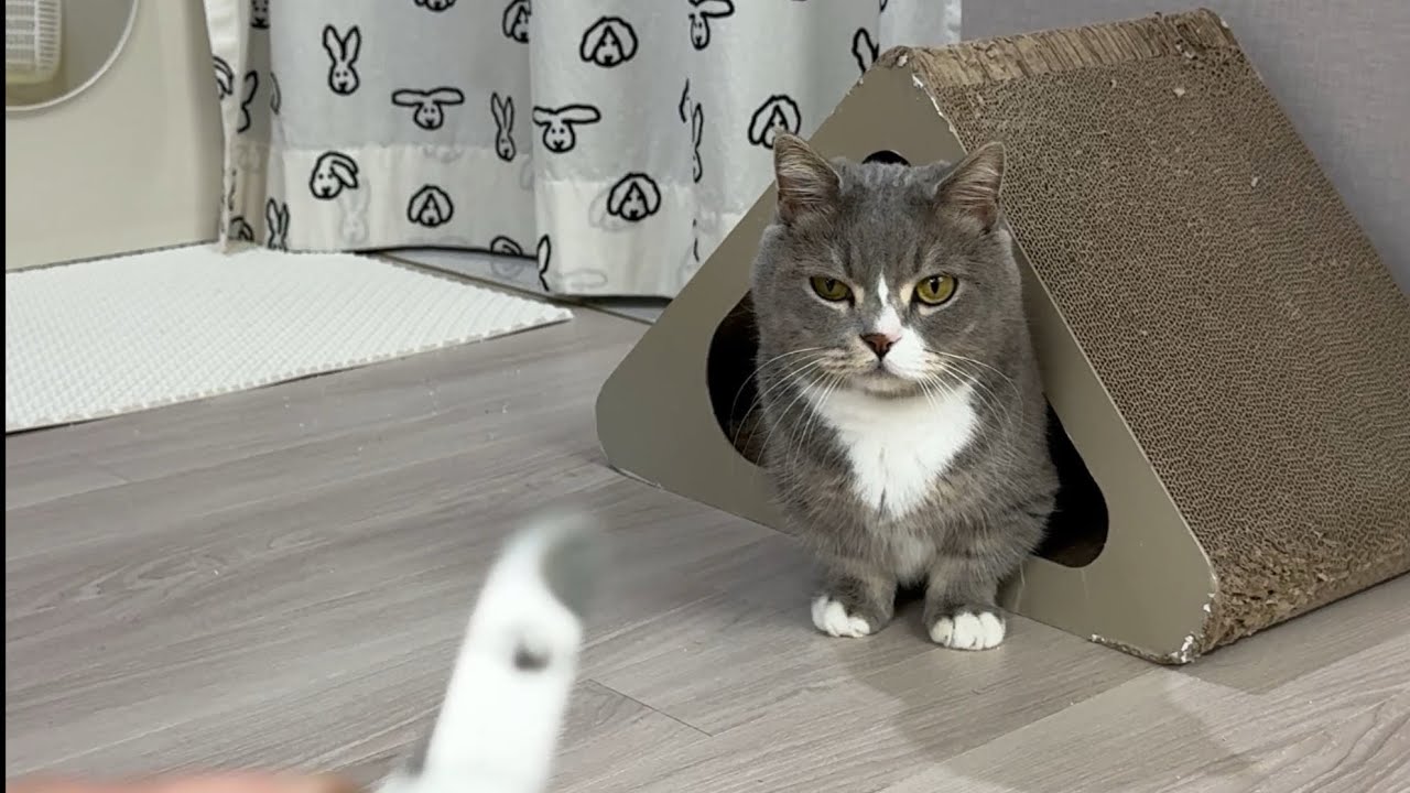 발톱 자르기 싫은 소라게