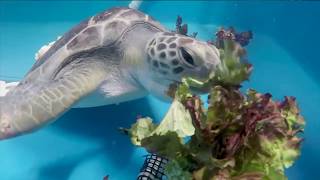 San Diego Zoo Kids - Sea Turtle Rescue