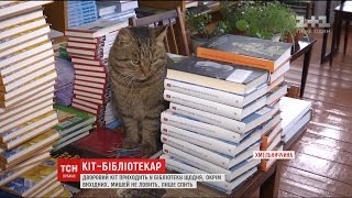 За їжу й тепло: на Хмельниччині знайшли кота, який десять років "працює" бібліотекарем За їжу й тепло: на Хмельниччині знайшли кота, який десять років "працює" бібліотекарем