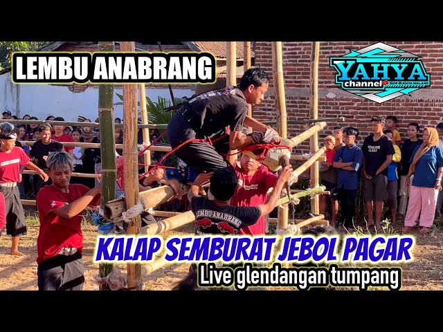 MODE KALAPAN SEMBURAT || LEMBU ANABRANG || live glendangan tumpang 04/05/2024 malang class=